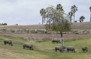 402-4098 Safari Park - Rhinos